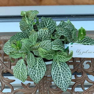 portuguese house plants Portuguese Ivy – The Lily Palmer Flower Co