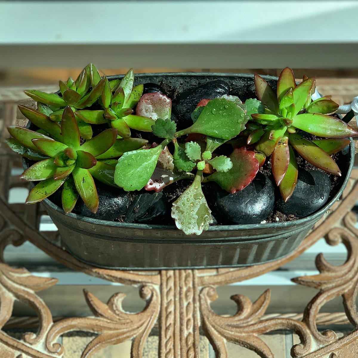 Tin Succulent