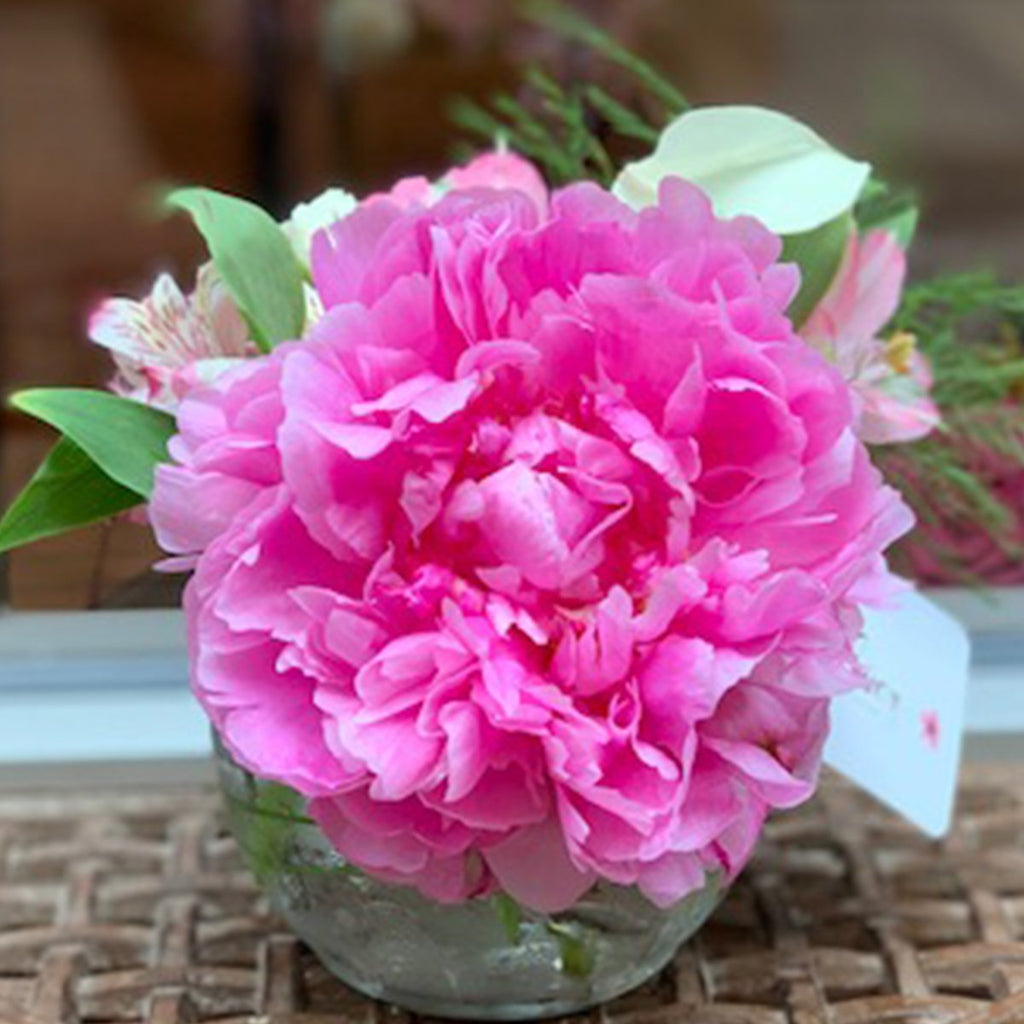 Lovely Peony
