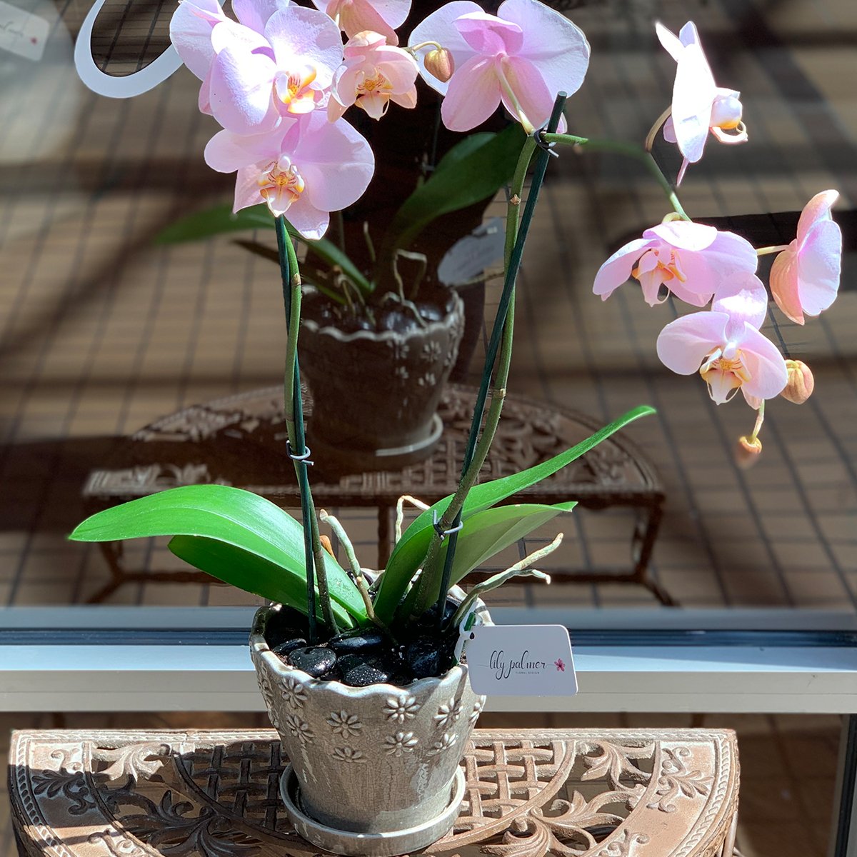 Pageant Pink Orchid