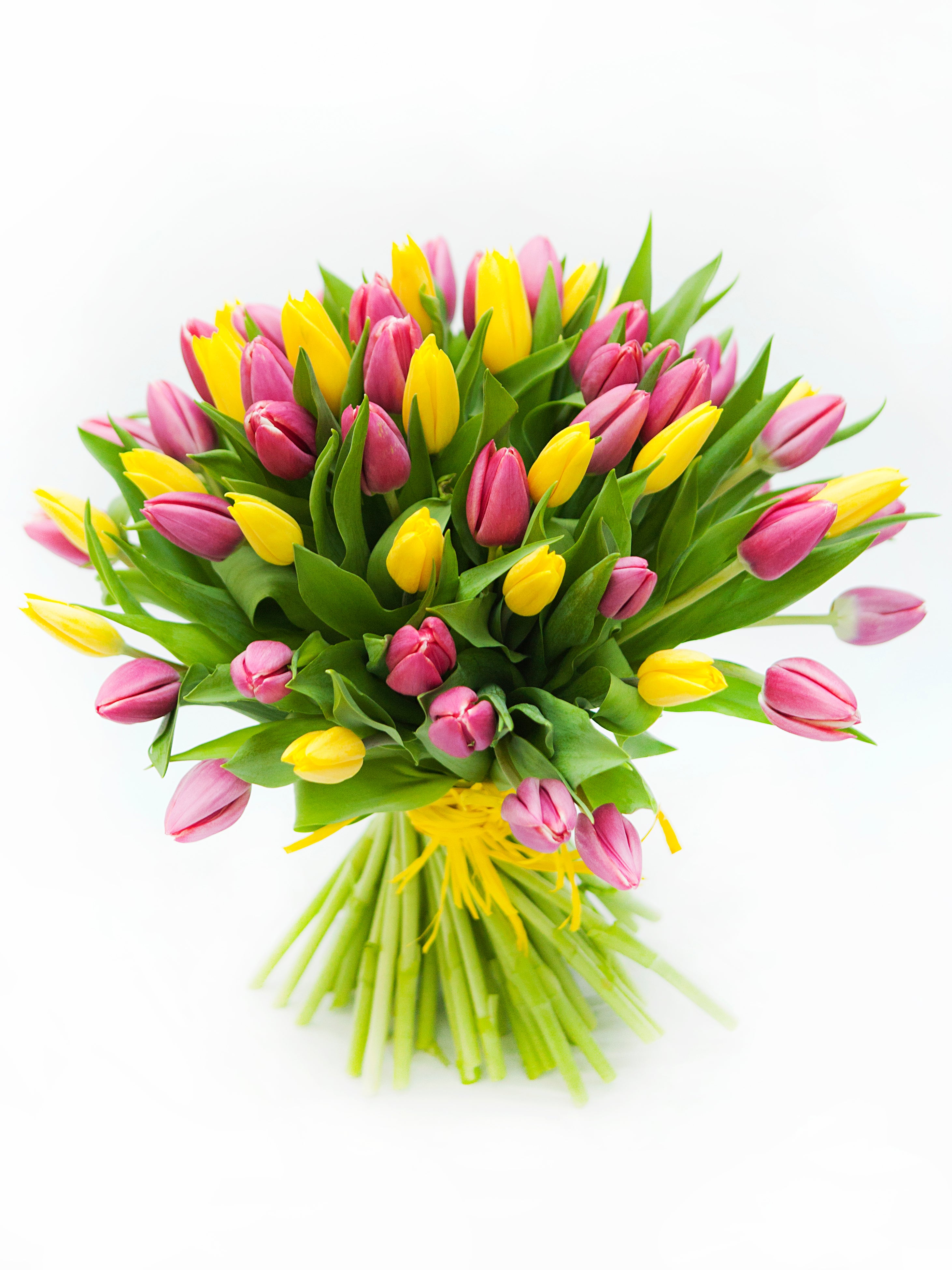 Lily Palmer Multi Colored Tulips (3 Dozen) – The Lily Palmer Flower Co., image size:2923x3897